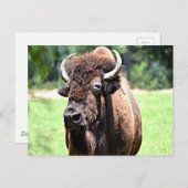 Buffalo (Bison) Postkarte (Vorne/Hinten)