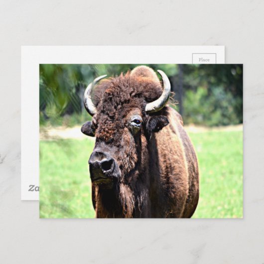 Buffalo (Bison) Postkarte (Vorne/Hinten)