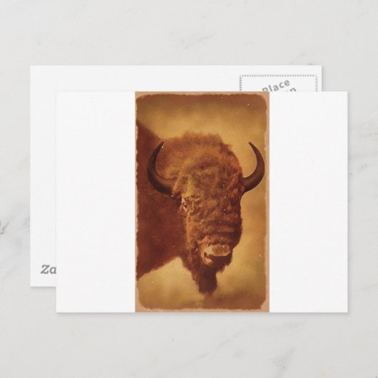 Buffalo / Bison Postkarte (Vorne/Hinten)