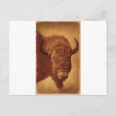 Buffalo / Bison Postkarte (Vorderseite)