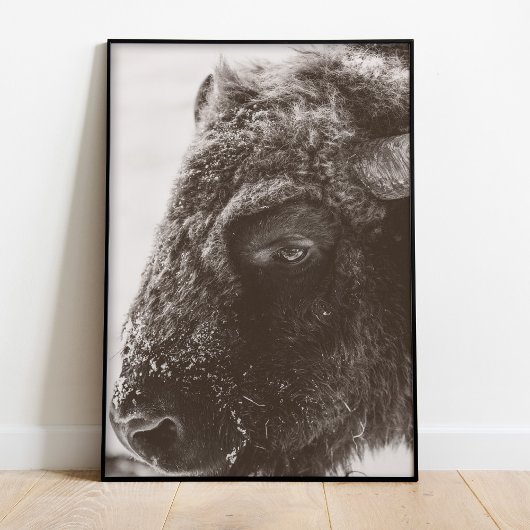 Buffalo Bison Print Poster