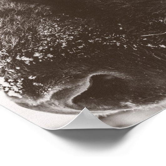 Buffalo Bison Print Poster (Ecke)