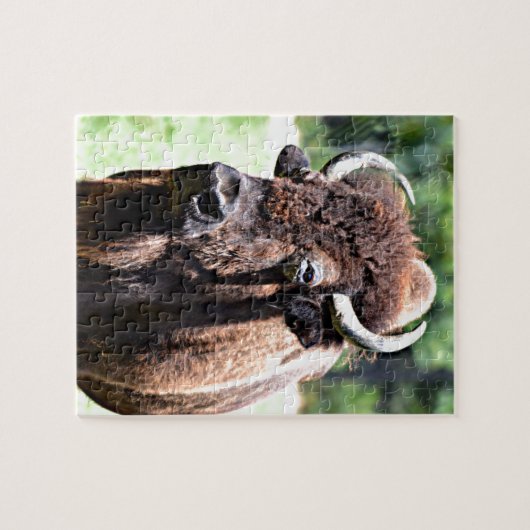 Buffalo (Bison) Puzzle (Horizontal)