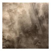 Buffalo Dust Poster (Vorderseite)