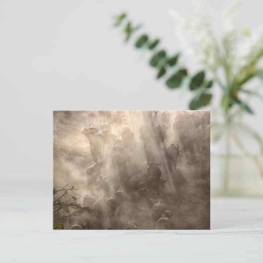 Buffalo Dust Postkarte (Stehend Vorderseite)