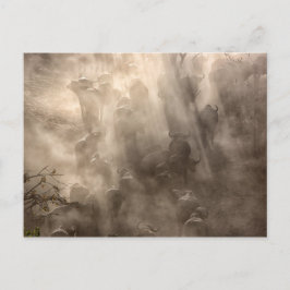 Buffalo Dust Postkarte
