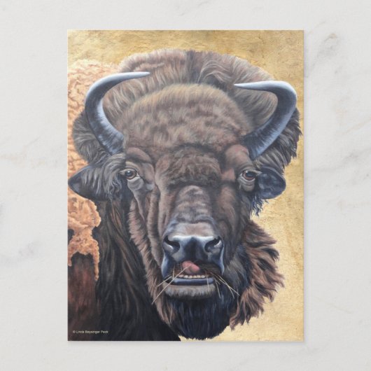 Buffalo Eating Postkarte (Vorderseite)