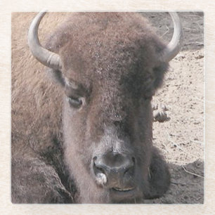 Buffalo Foto Square Glass Untersetzer