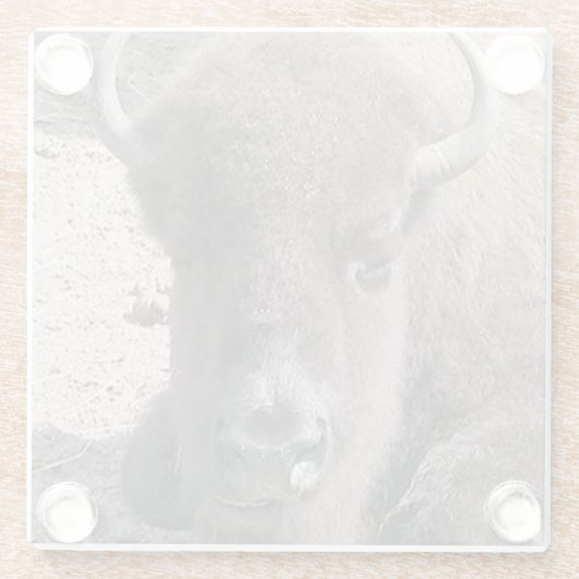 Buffalo Foto Square Glass Untersetzer (Rückseite)