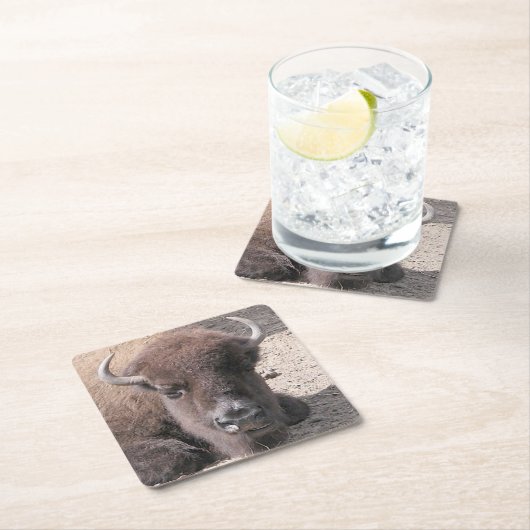 Buffalo Foto Square Paper Untersetzer (Vor Ort)