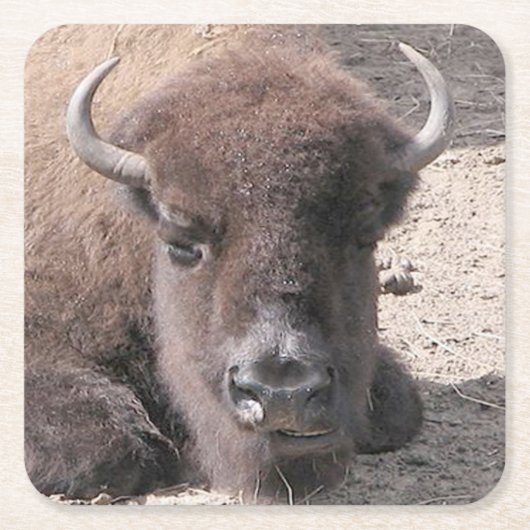 Buffalo Foto Square Paper Untersetzer (Vorderseite)