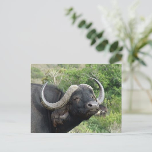 Buffalo Grass Postcard Postkarte (Stehend Vorderseite)