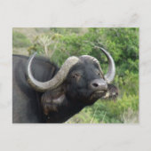 Buffalo Grass Postcard Postkarte (Vorderseite)