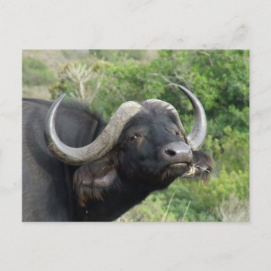 Buffalo Grass Postcard Postkarte (Vorderseite)