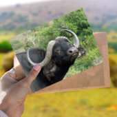 Buffalo Grass Postcard Postkarte