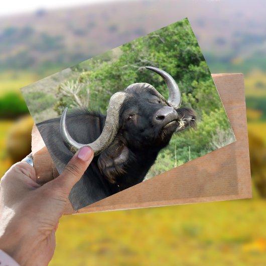 Buffalo Grass Postcard Postkarte