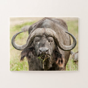 Buffalo Grazing Puzzle
