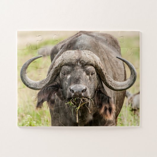 Buffalo Grazing Puzzle (Horizontal)