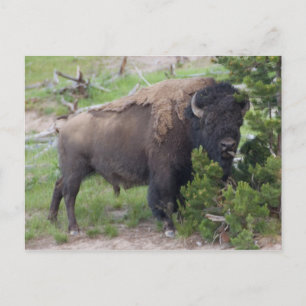 Buffalo hält die Zunge heraus Postkarte