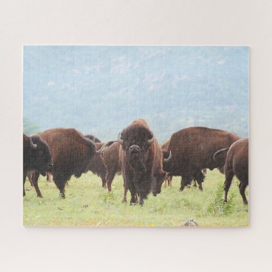 Buffalo Herd Foto Puzzle (Horizontal)