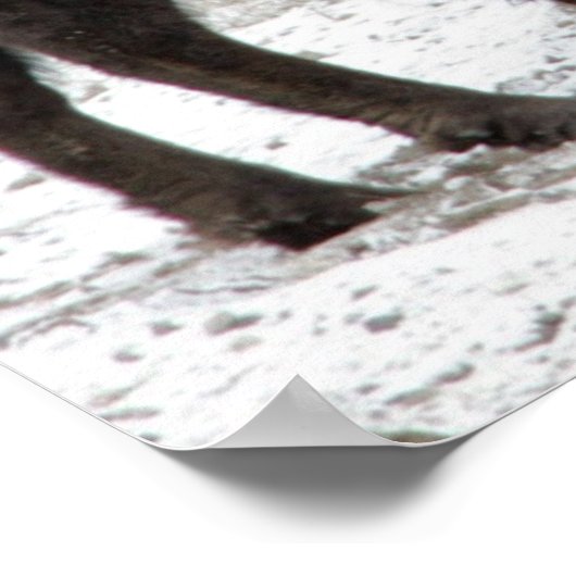 Buffalo Herd Nature Wall Poster (Ecke)