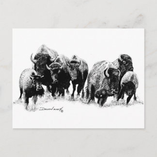 Buffalo Herd Postkarte