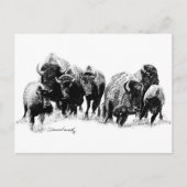 Buffalo Herd Postkarte (Vorderseite)