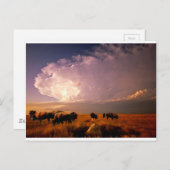 Buffalo Herd Postkarte (Vorne/Hinten)