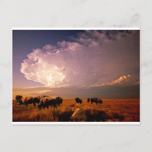Buffalo Herd Postkarte (Vorderseite)
