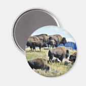 Buffalo Herd - Yellowstone Nationalpark Magnet (Vorderseite/Rückseite)