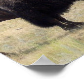 Buffalo Hunts Poster (Ecke)