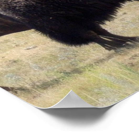 Buffalo Hunts Poster (Ecke)