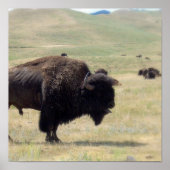 Buffalo Hunts Poster (Vorne)