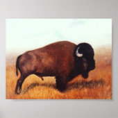 Buffalo III Poster (Vorne)