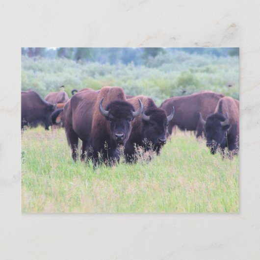 Buffalo im Grand Teton Nationalpark Postkarte (Vorderseite)