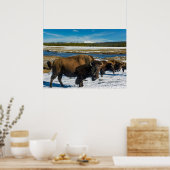 Buffalo im Schnee Poster (Küche)
