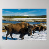 Buffalo im Schnee Poster (Vorne)