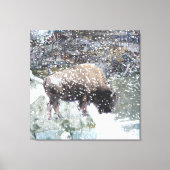 Buffalo im Schneesturm überwundene Leinwand Print (Vorderseite)
