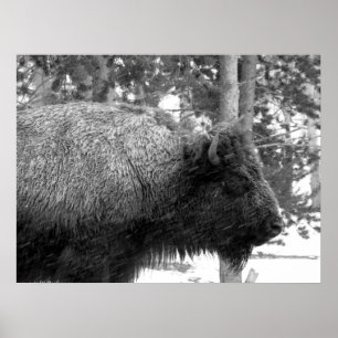 Buffalo im Yellowstone-Nationalpark Poster