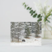 Buffalo im Yellowstone-Nationalpark Postkarte (Stehend Vorderseite)