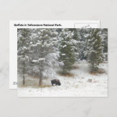 Buffalo im Yellowstone-Nationalpark Postkarte (Vorne/Hinten)