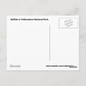 Buffalo im Yellowstone-Nationalpark Postkarte (Rückseite)