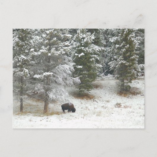 Buffalo im Yellowstone-Nationalpark Postkarte (Vorderseite)