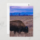Buffalo in Denver, Colorado Postkarte (Vorne/Hinten)