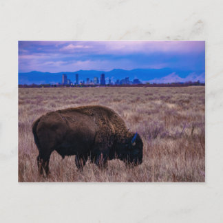 Buffalo in Denver, Colorado Postkarte