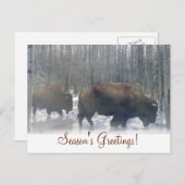 Buffalo in der Schneesaison Postkarte (Vorne/Hinten)