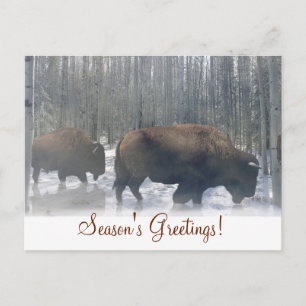 Buffalo in der Schneesaison Postkarte