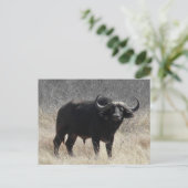 Buffalo in Südafrika Postkarte (Stehend Vorderseite)
