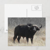 Buffalo in Südafrika Postkarte (Vorne/Hinten)
