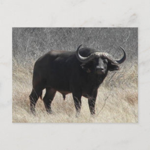 Buffalo in Südafrika Postkarte